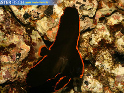 Platax pinnatus - Fledermausfisch Platax pinnatus - Fledermausfisch