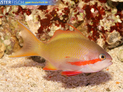 Pseudanthias huchtii - Fahnenbarsch Pseudanthias huchtii - Fahnenbarsch