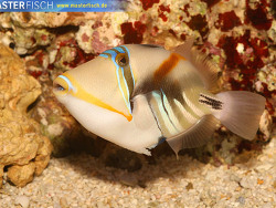 Rhinecanthus aculeatus - Picasso - Drücker Rhinecanthus aculeatus - Picasso - Drücker