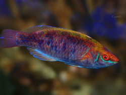 Cirrhilabrus lubbocki Cirrhilabrus lubbocki