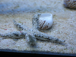 Archaster angulatus Archaster angulatus