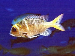 Copyright Bild (c)  by Robert Patzner Copyright Bild (c)  by Robert Patzner