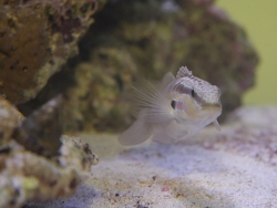 Amblygobius stethophthalmus - Grundel Amblygobius stethophthalmus - Grundel