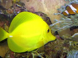Zebrasoma flavescens Zebrasoma flavescens