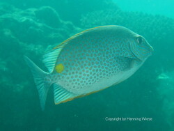 Siganus guttatus Siganus guttatus