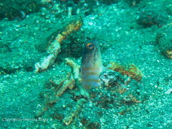 Opistognathus randalli Opistognathus randalli