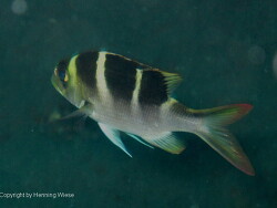 Monotaxis grandoculis Monotaxis grandoculis