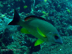 Lutjanus fulvus Lutjanus fulvus