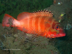 Epinephelus fasciatus Epinephelus fasciatus