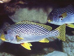 Plectorhinchus lineatus  (c) by Robert A. Patzner Plectorhinchus lineatus  (c) by Robert A. Patzner