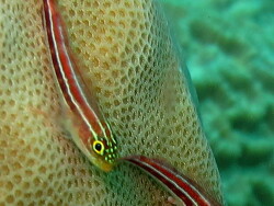 Helcogramma striatum, Bali Helcogramma striatum, Bali