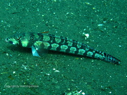 Parapercis clathrata, Bali Parapercis clathrata, Bali