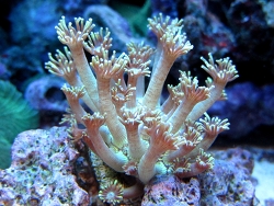 Sonnenscheinkoralle Sonnenscheinkoralle