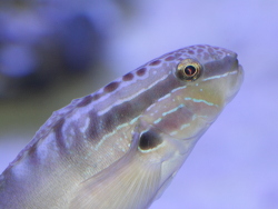 Amblygobius stethophthalmus Amblygobius stethophthalmus
