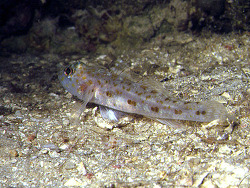 Die Grundel Thorogobius macrolepis kommt an den Küsten Albaniens, Kroatiens, Frankreichs, Griechenlands, Italiens Monacos, Montenegros, Spaniens und der Türkei vor. Die Grundel Thorogobius macrolepis kommt an den Küsten Albaniens, Kroatiens, Frankreichs, Griechenlands, Italiens Monacos, Montenegros, Spaniens und der Türkei vor.