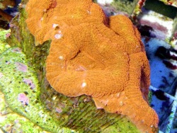 Acanthastrea lordhowensis ultra red Acanthastrea lordhowensis ultra red