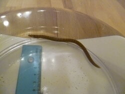 Uropterygius xanthopterus (c) by Markus Moschinger Uropterygius xanthopterus (c) by Markus Moschinger