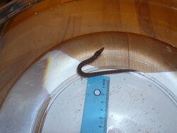 Uropterygius xanthopterus (c) by Markus Moschinger Uropterygius xanthopterus (c) by Markus Moschinger