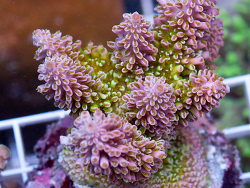 Acropora abrotanoides  (c) by Extremecorals Acropora abrotanoides  (c) by Extremecorals