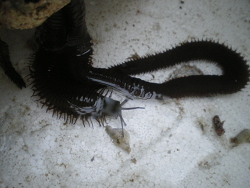 Borstenkieferwurm Borstenkieferwurm