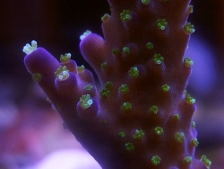 Acropora tricolor (Bali) Acropora tricolor (Bali)