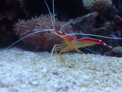 copyright papaling  copyright papaling