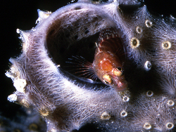 copyright Dr. Peter Wirt copyright Dr. Peter Wirt