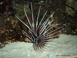 Pterois radiata Pterois radiata