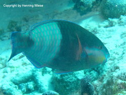 Scarus russelii; Malediven Eriyadu Scarus russelii; Malediven Eriyadu