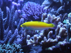 Halichoeres leucoxanthus Halichoeres leucoxanthus