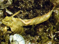 copyright Prof. Dr. Robert A. Wirtz copyright Prof. Dr. Robert A. Wirtz