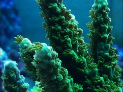 Acropora tumida Acropora tumida