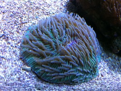 Bilder und Video von Cycloseris cyclolites Bilder und Video von Cycloseris cyclolites