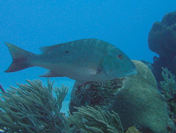 copyright David Bryan, USA copyright David Bryan, USA