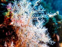 Thyroscyphus ramosus; Rotes Meer, Marsa Alam Thyroscyphus ramosus; Rotes Meer, Marsa Alam