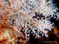 Thyroscyphus ramosus; Rotes Meer, Marsa Alam Thyroscyphus ramosus; Rotes Meer, Marsa Alam