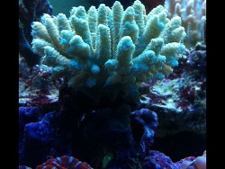 Acropora Millepora Acropora Millepora