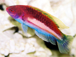 Cirrhilabrus luteovittatus  (c)  by Tanaka, H Cirrhilabrus luteovittatus  (c)  by Tanaka, H