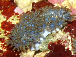 Metalcyonium verseveldti  (c) by Paul-Gerhard Rohleder Metalcyonium verseveldti  (c) by Paul-Gerhard Rohleder