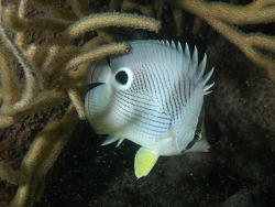 copyright Lubomir Pialek copyright Lubomir Pialek