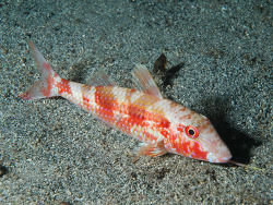 copyright Lubomir Pialek copyright Lubomir Pialek