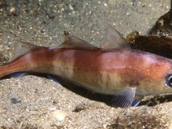 copyright Rudolph Svensen copyright Rudolph Svensen