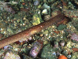 copyright Gianni Neto, Italien copyright Gianni Neto, Italien