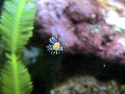 Staurocladia Staurocladia