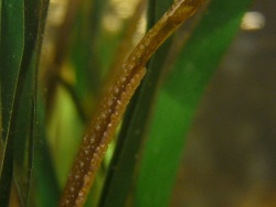 N. ophidion  N. ophidion
