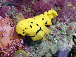Notodoris minor - Neonsternschnecke Notodoris minor - Neonsternschnecke