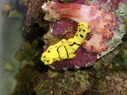 Notodoris minor - Neonsternschnecke Notodoris minor - Neonsternschnecke