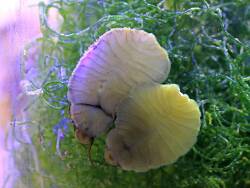 Stomatella varia  Stomatella varia