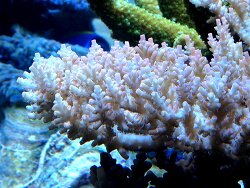 Acropora microclados , Kleinpolypige Steinkoralle Acropora microclados , Kleinpolypige Steinkoralle