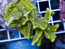 copyright Xtreme Corals Claude Schuhmacher copyright Xtreme Corals Claude Schuhmacher
